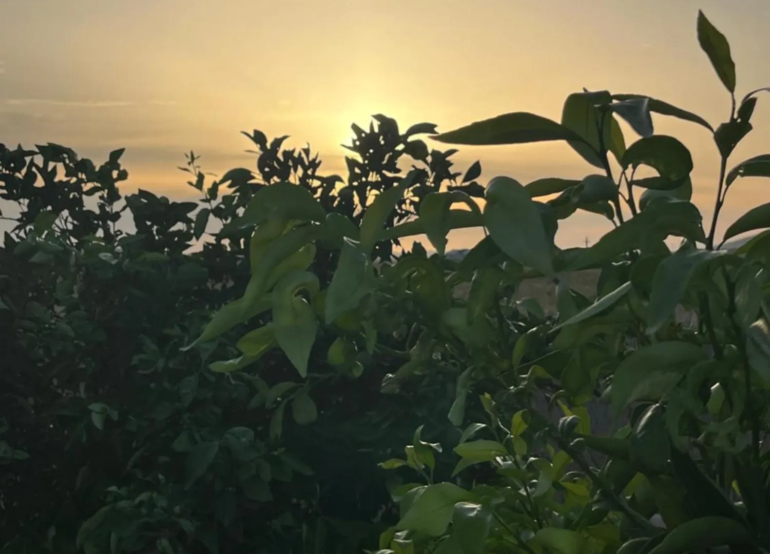 Hotel Il Tramonto Giba Italia